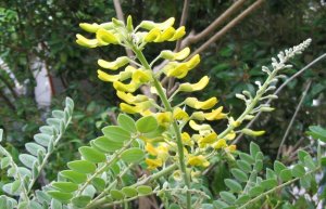 nativeplants-necklace-pod