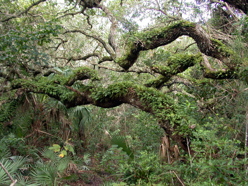 Trees β Go Native Landscaping and Design